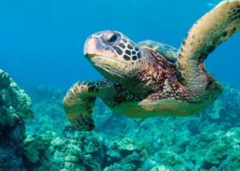 ‘God squad’ waives animal protections to expand oil drilling in Gulf of Mexico