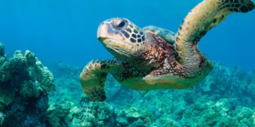 ‘God squad’ waives animal protections to expand oil drilling in Gulf of Mexico